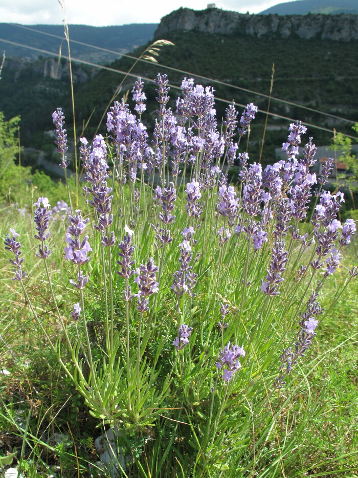 Flore de la Corse