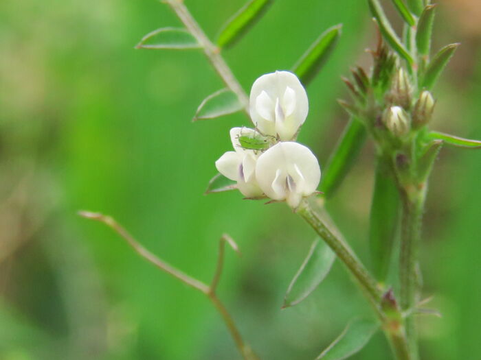 Flore de la Corse