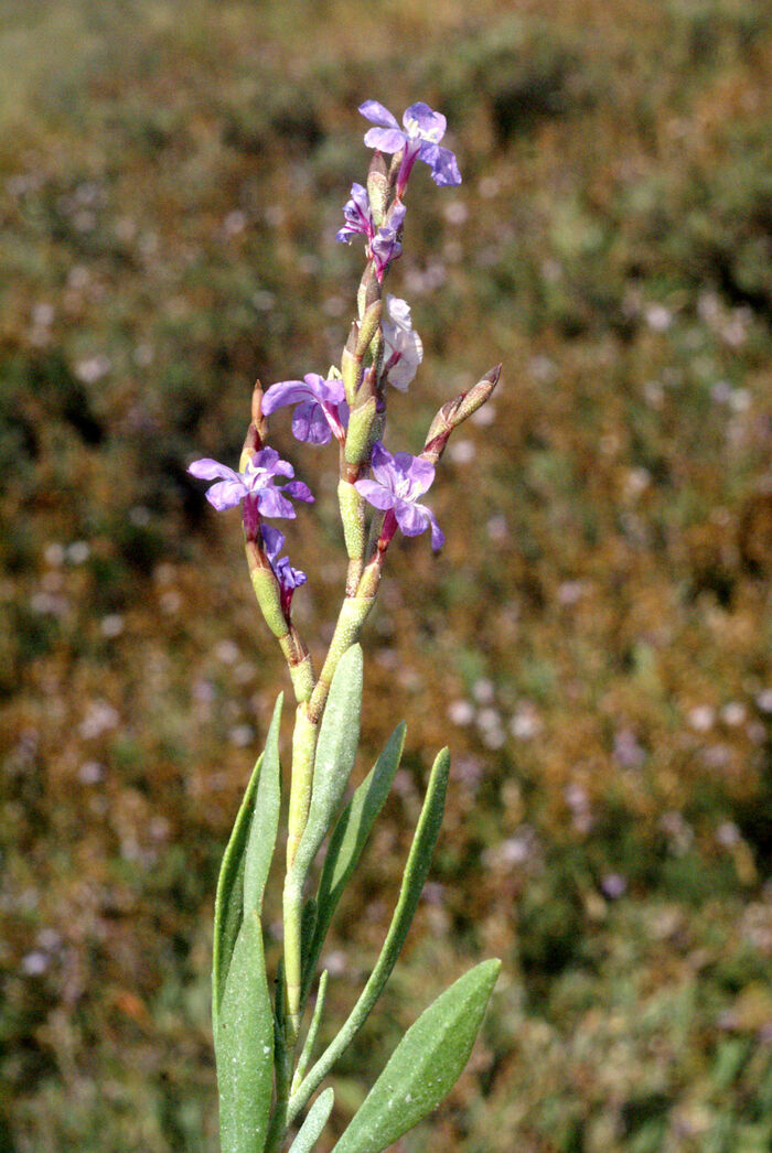 Flore de la Corse