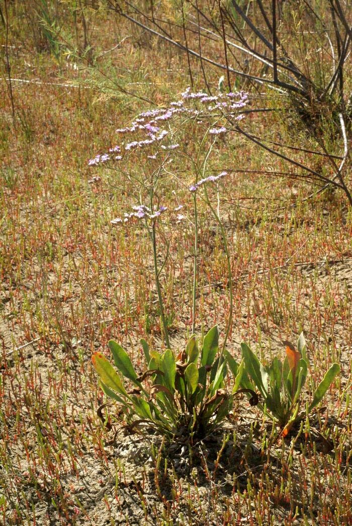 Flore de la Corse