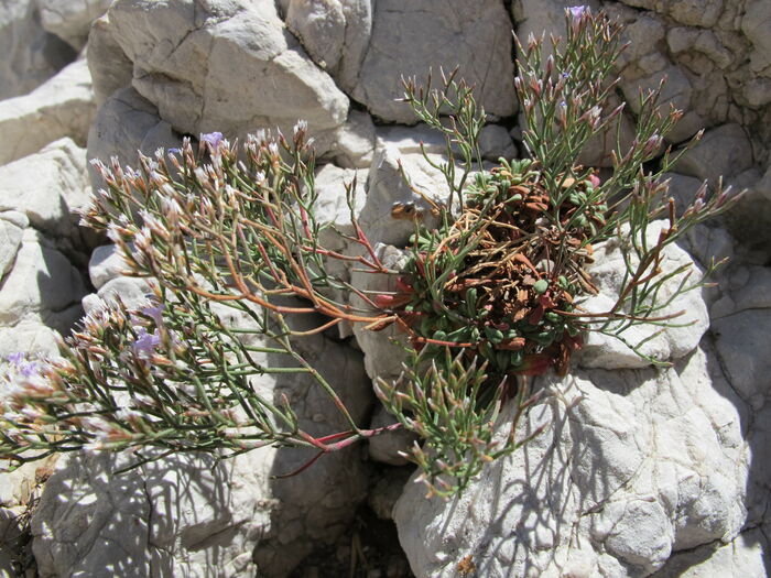 Flore de la Corse