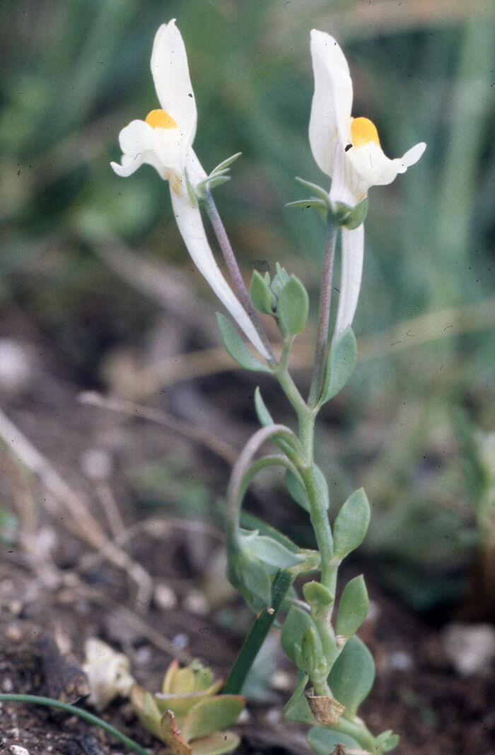 Flore de la Corse
