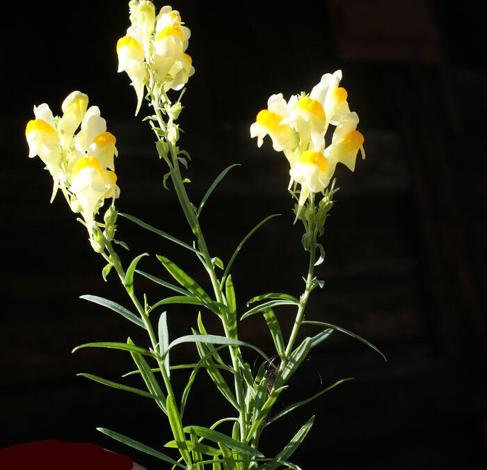 Flore de la Corse