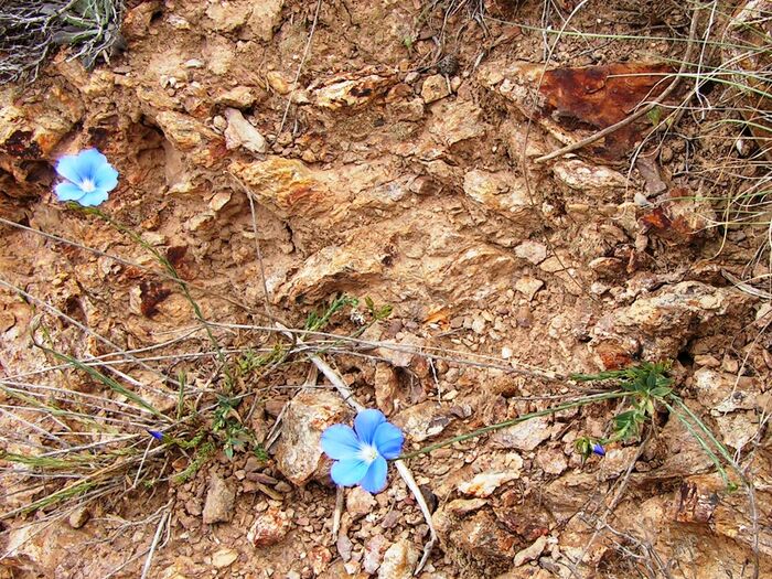 Flore de la Corse
