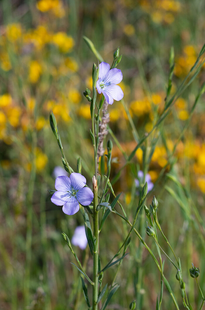 Flore de la Corse