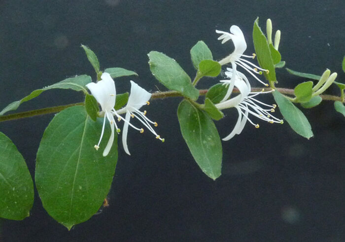 Flore de la Corse