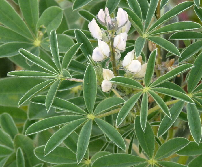 Flore de la Corse