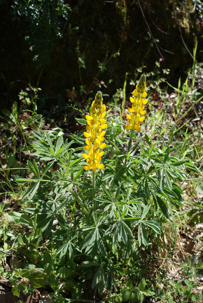 Flore de la Corse