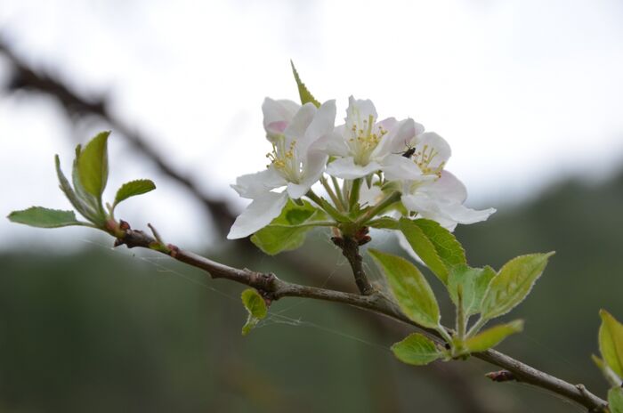 Flore de la Corse