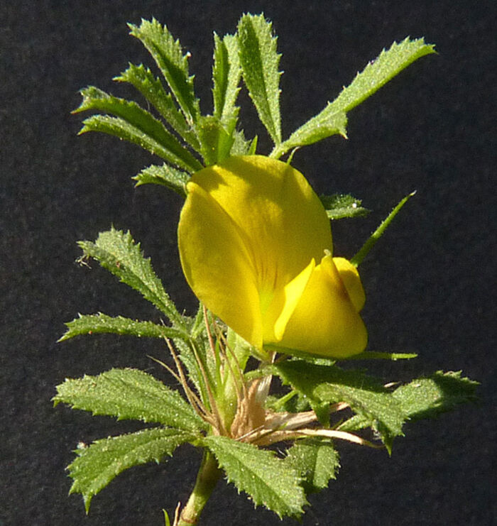 Flore de la Corse