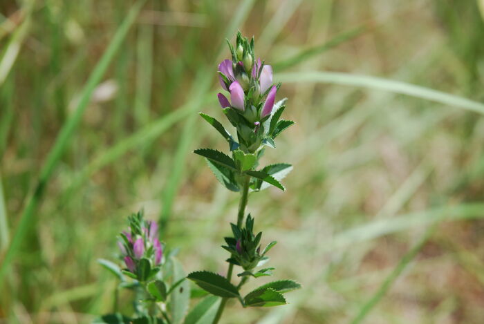 Flore de la Corse