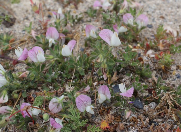 Flore de la Corse