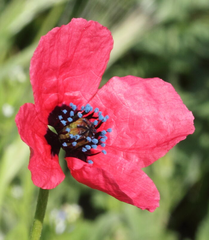 Flore de la Corse