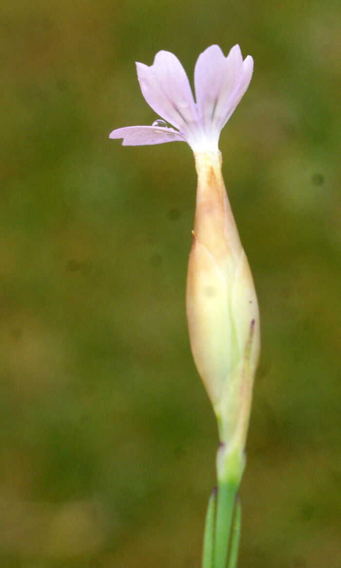 Flore de la Corse