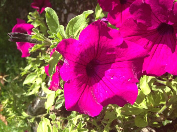 Flore de la Corse