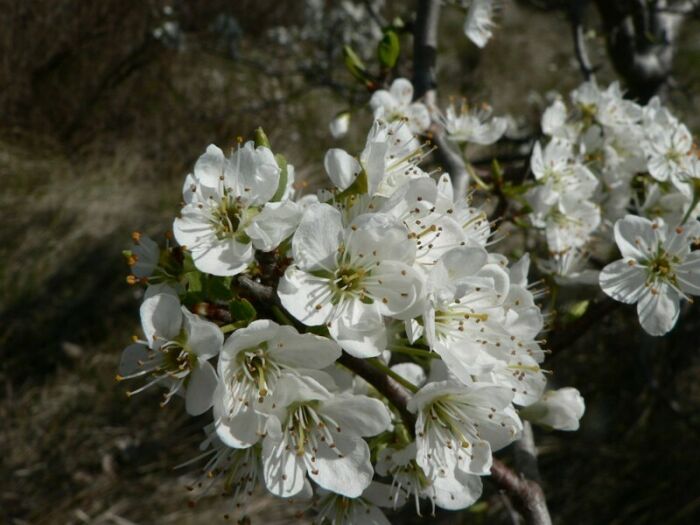 Flore de la Corse