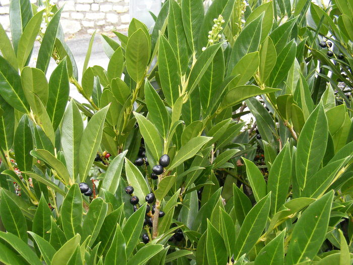 Flore de la Corse