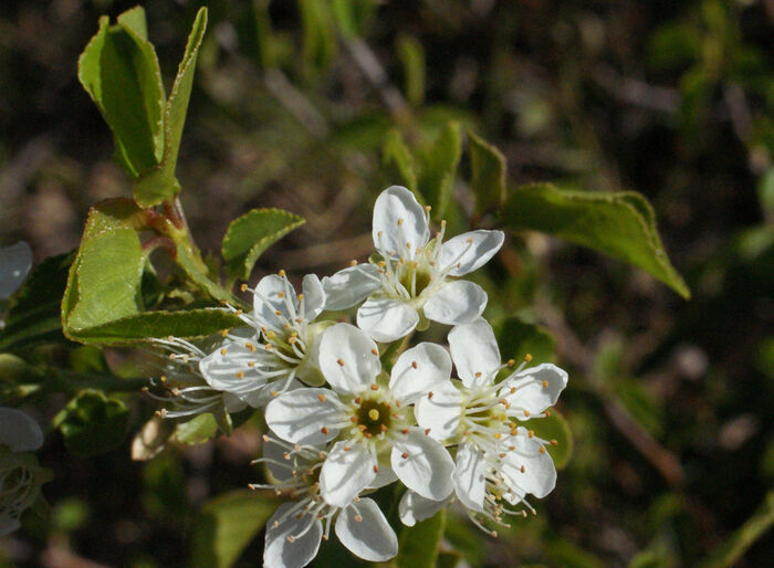 Flore de la Corse