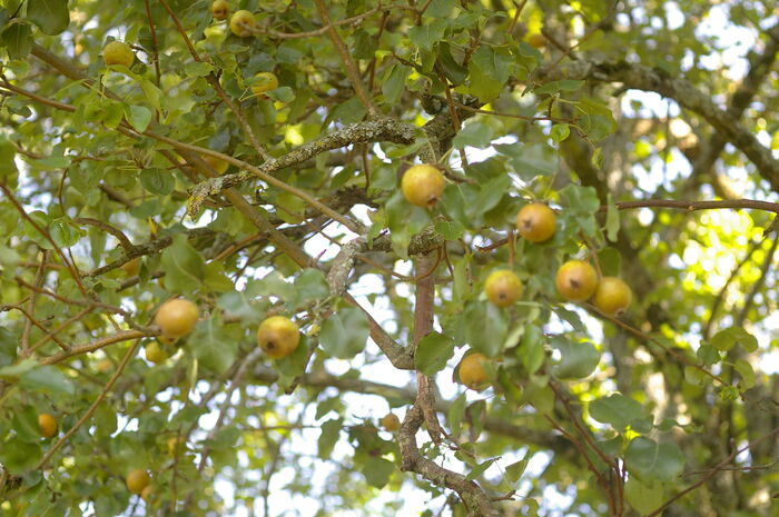 Flore de la Corse