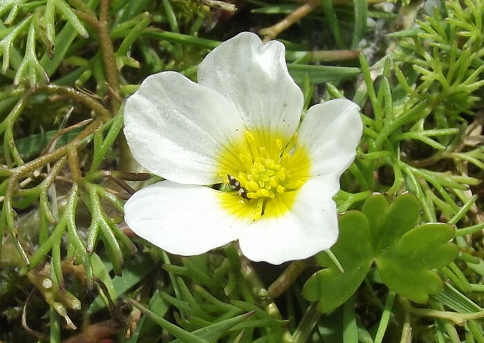 Flore de la Corse