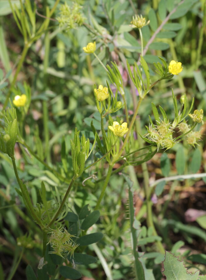 Flore de la Corse