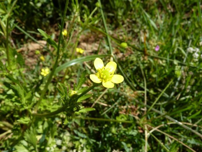 Flore de la Corse