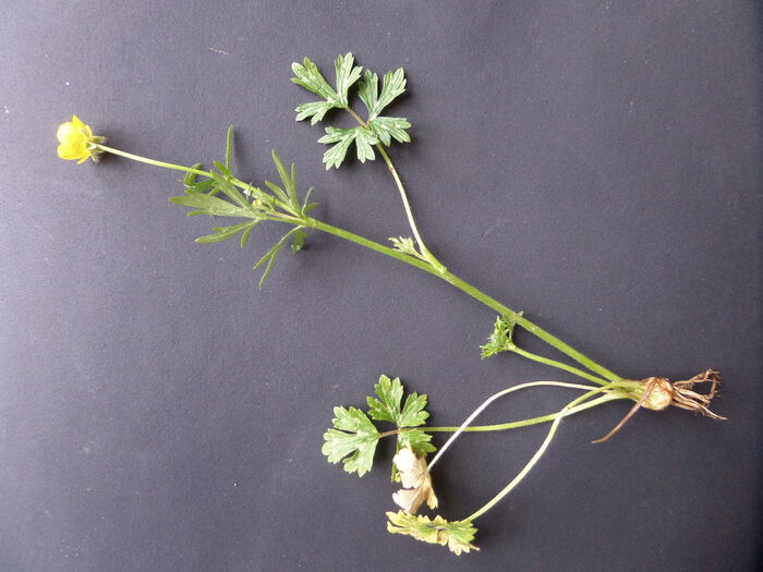 Flore de la Corse