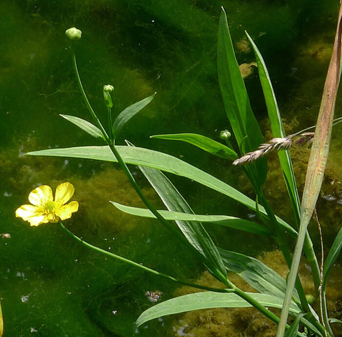 Flore de la Corse