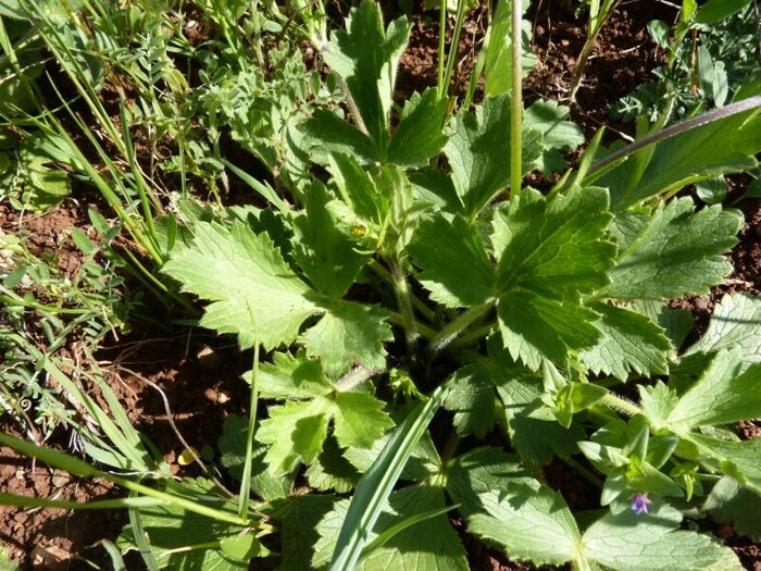 Flore de la Corse