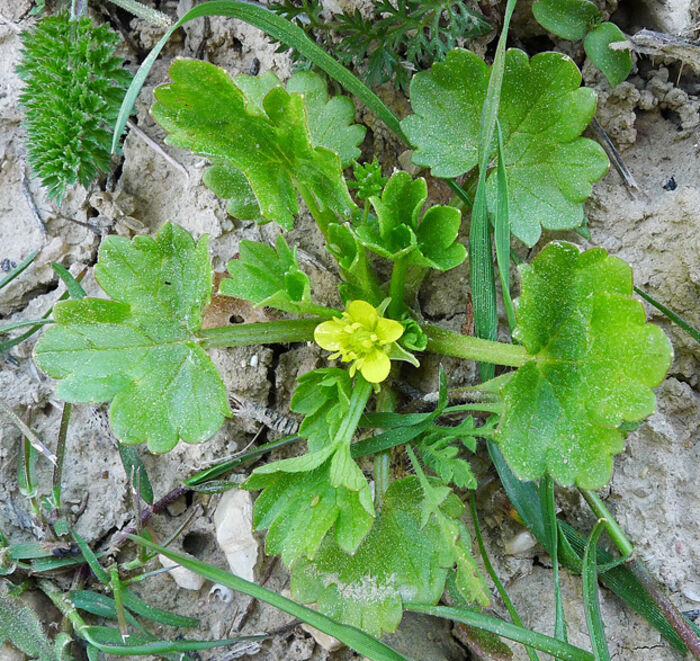 Flore de la Corse