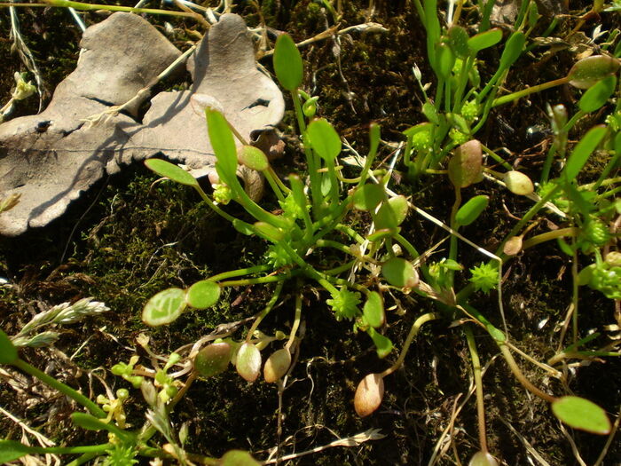 Flore de la Corse