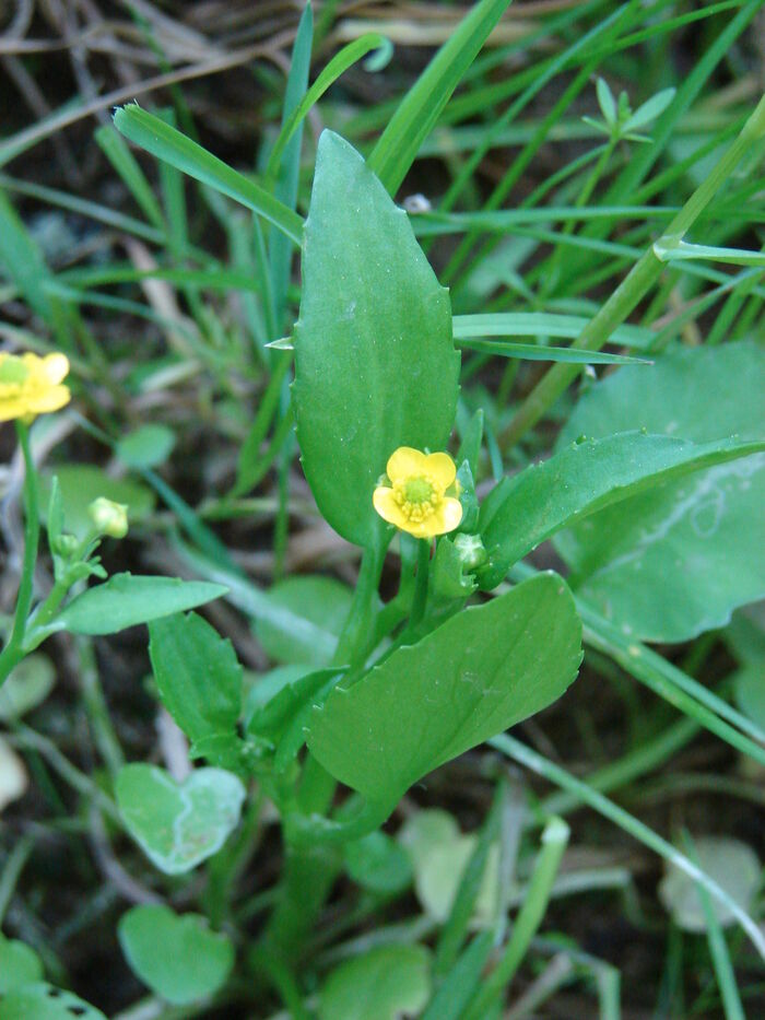 Flore de la Corse