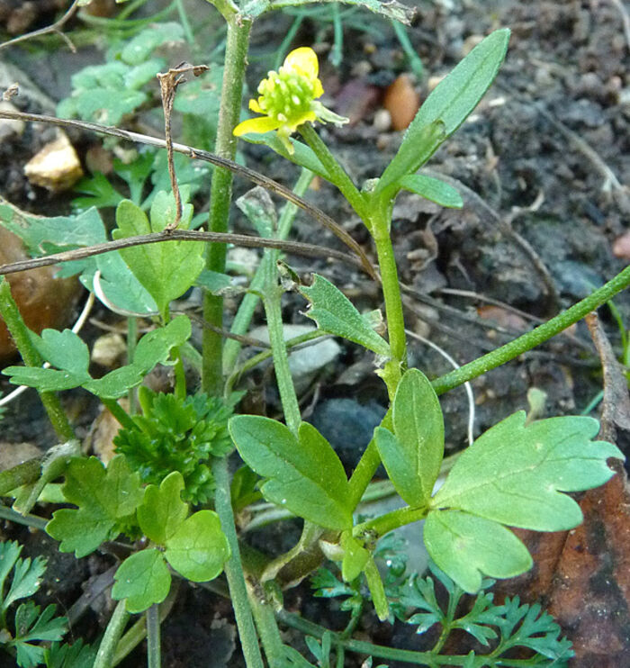 Flore de la Corse