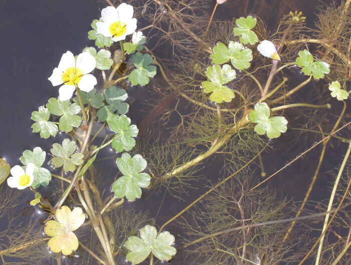 Flore de la Corse
