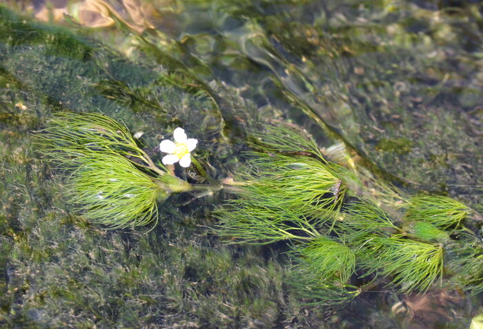 Flore de la Corse
