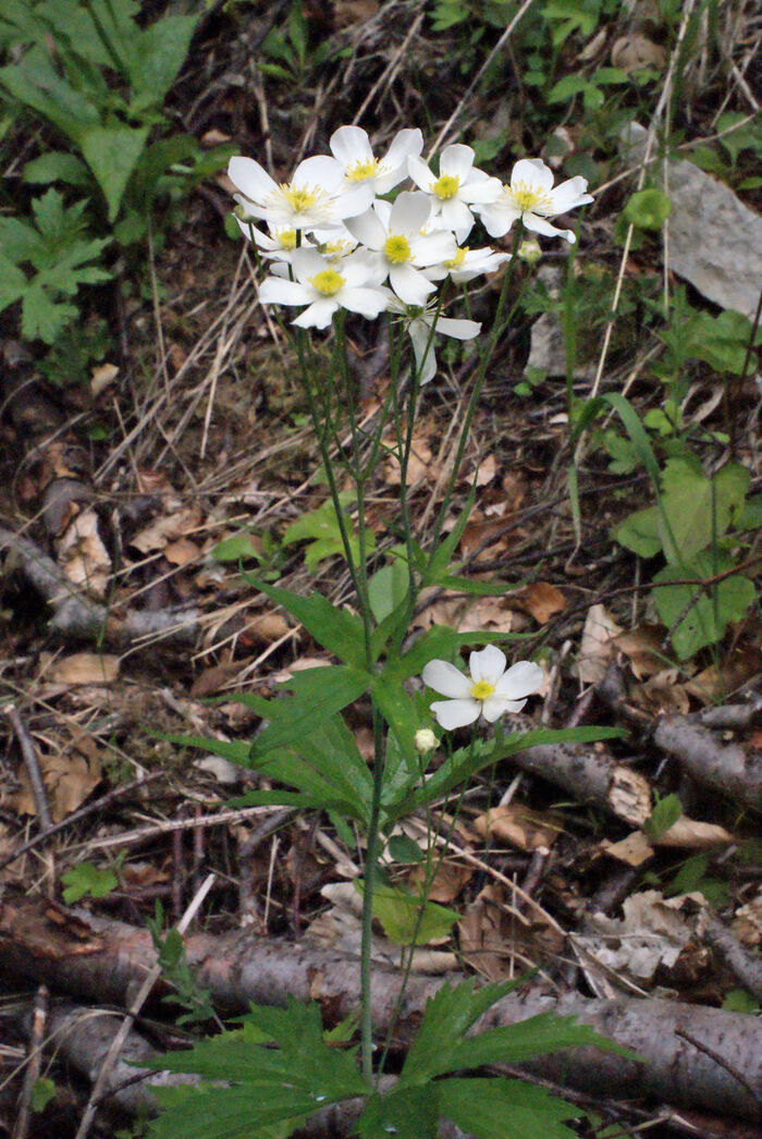 Flore de la Corse
