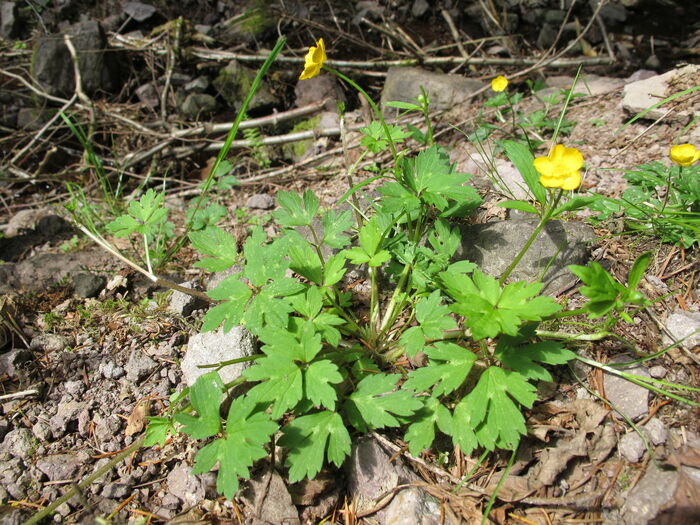 Flore de la Corse