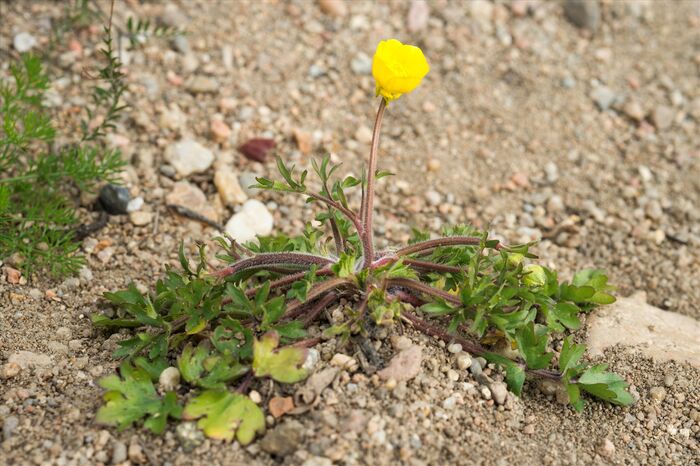 Flore de la Corse