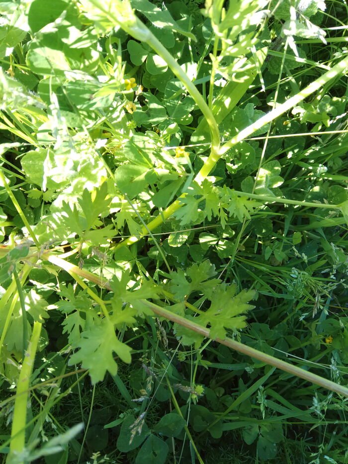 Flore de la Corse