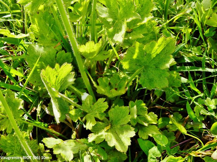 Flore de la Corse