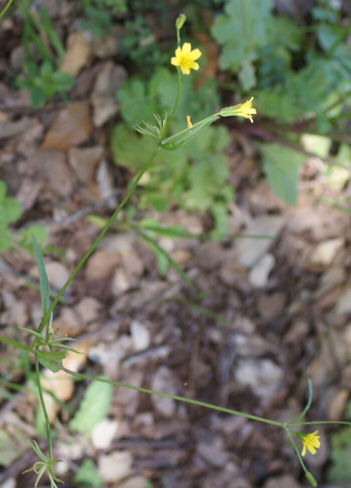 Flore de la Corse