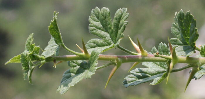 Flore de la Corse