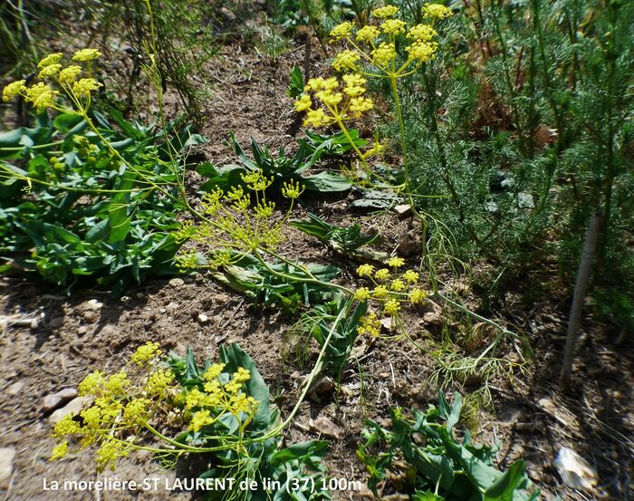 Flore de la Corse