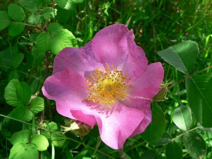 Flore de la Corse