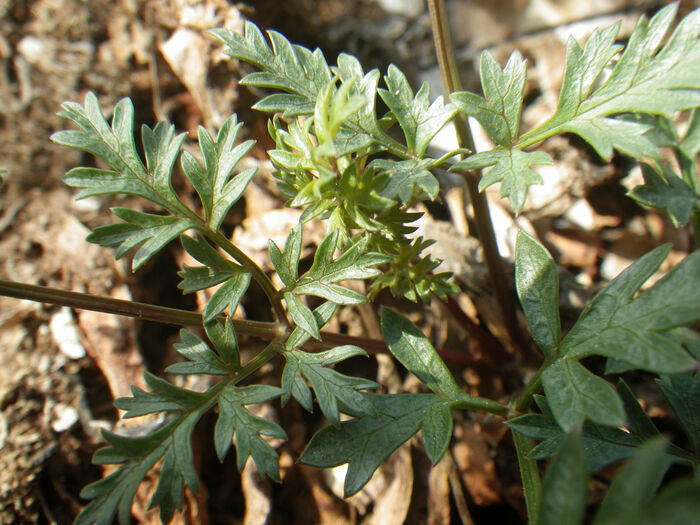 Flore de la Corse