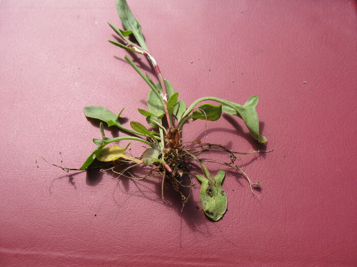 Flore de la Corse