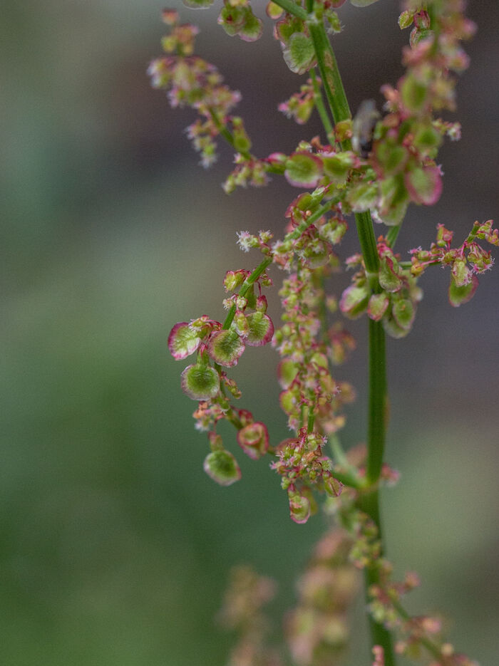 Flore de la Corse