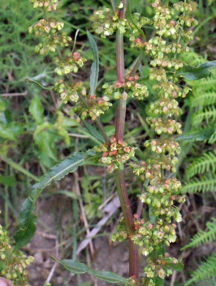 Flore de la Corse