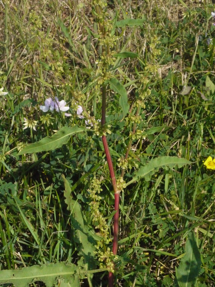 Flore de la Corse
