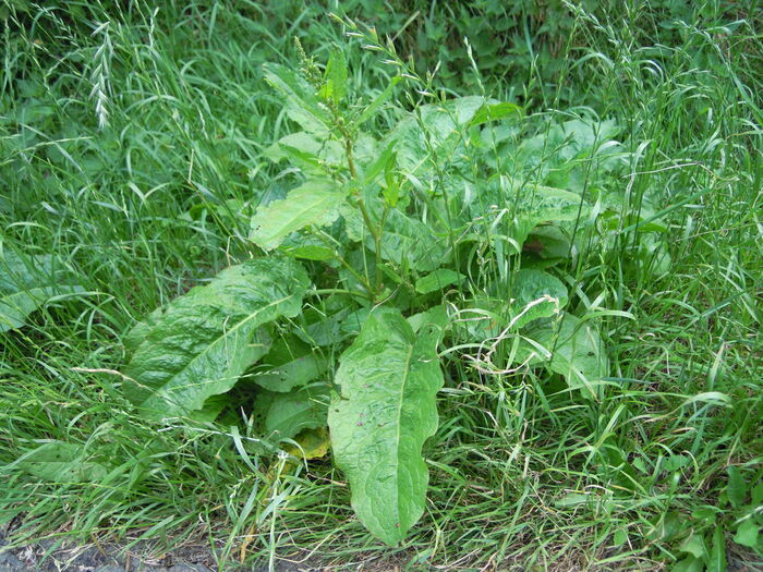 Flore de la Corse